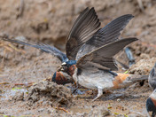 A little mud is what's needed!