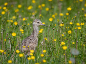 Long-billed Curlew Chick