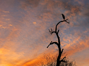 Tonto National Forest
