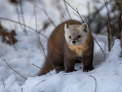 American marten