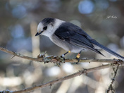Canada jay