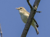 Warbling vireo