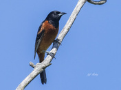 Orchard oriole