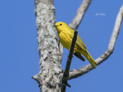 Yellow warbler