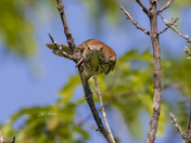 Brown thrasher