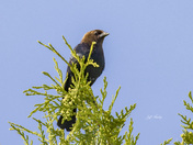 Brown-headed cowbird