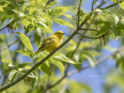Yellow warbler