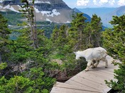 Glacier National Park