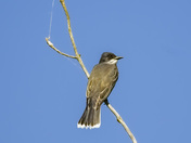 Eastern kingbird