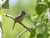 Song sparrow