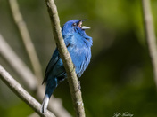 Indigo bunting