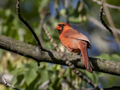 Male northern cardinal