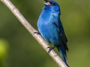 Indigo bunting