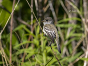 Willow flycatcher