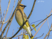Cedar waxwing