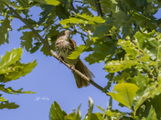 Brown thrasher