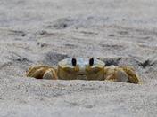 Chincoteague National Wildlife Refuge