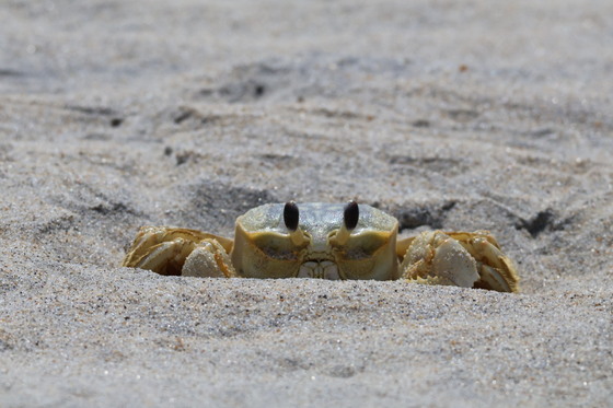 Chincoteague National Wildlife Refuge