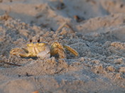 Chincoteague National Wildlife Refuge