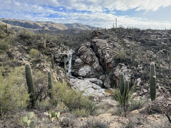 Saguaro National Park 