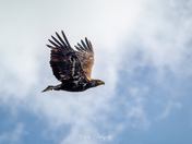 Juvenile Bald Eagle or Golden Eagle?