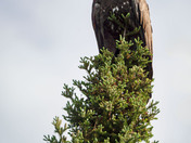 Juvenile Bald Eagle or Golden Eagle?