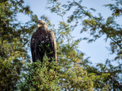 Juvenile Bald Eagle or Golden Eagle?