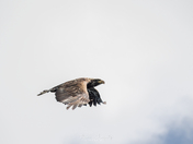 Juvenile Bald Eagle or Golden Eagle?