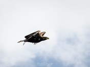 Juvenile Bald Eagle or Golden Eagle?