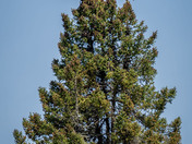 Juvenile Bald Eagle or Golden Eagle?