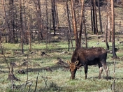 Rocky Mountain NPS