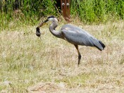Great Blue Heron & Vole