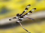 8 Spotted Skimmer 