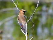 Cedar Waxwing