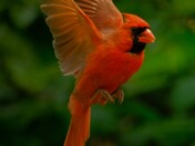 Cardinal in lfight