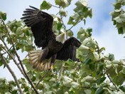 Lift off on tree top