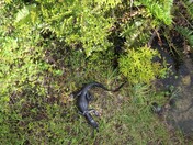 Everglades National Park