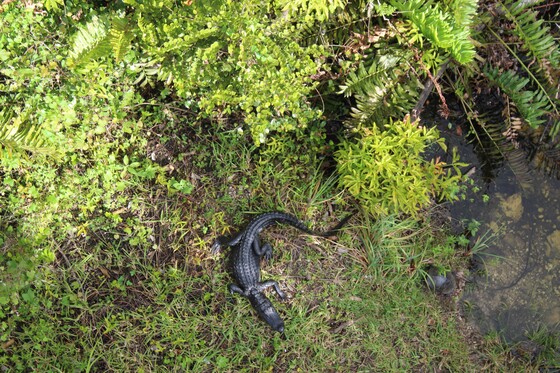 Everglades National Park