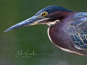 Green Heron 