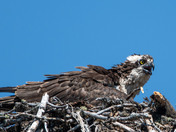 Osprey
