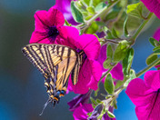 Two-tailed Swallowtail (Papilio multicaudata)