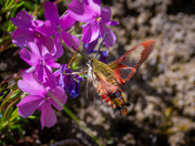 Hummingbird Clearwing Moth