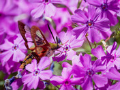 Hummingbird Clearwing Moth