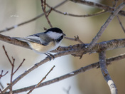 Black-capped chickadee