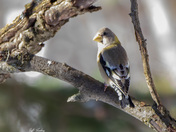 Evening grosbeak