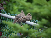 Relaxing on a hot Sunday.