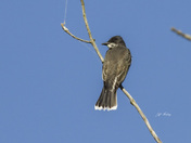 Eastern kingbird