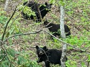 Smoky Mountains National Park 