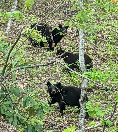 Smoky Mountains National Park 