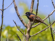 Orchard oriole